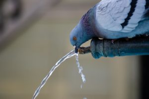 水を飲む鳥